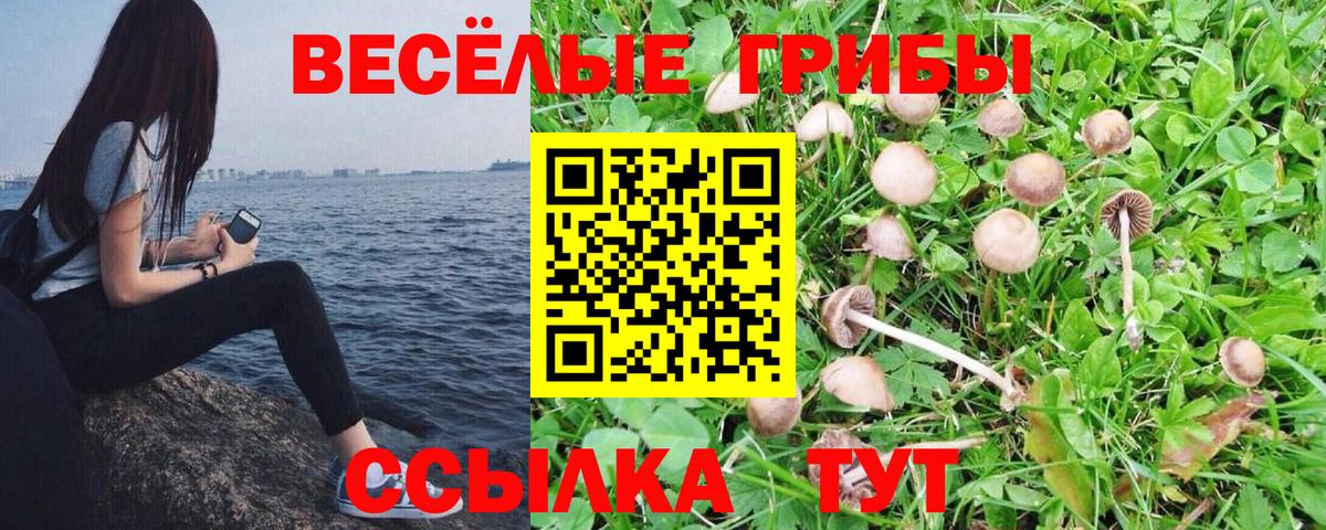 купить наркотики цена  Вход с VPN  Обь  Псилоцибиновые грибы GOLDEN TEACHER  Галлюциногенные грибы мицелий 